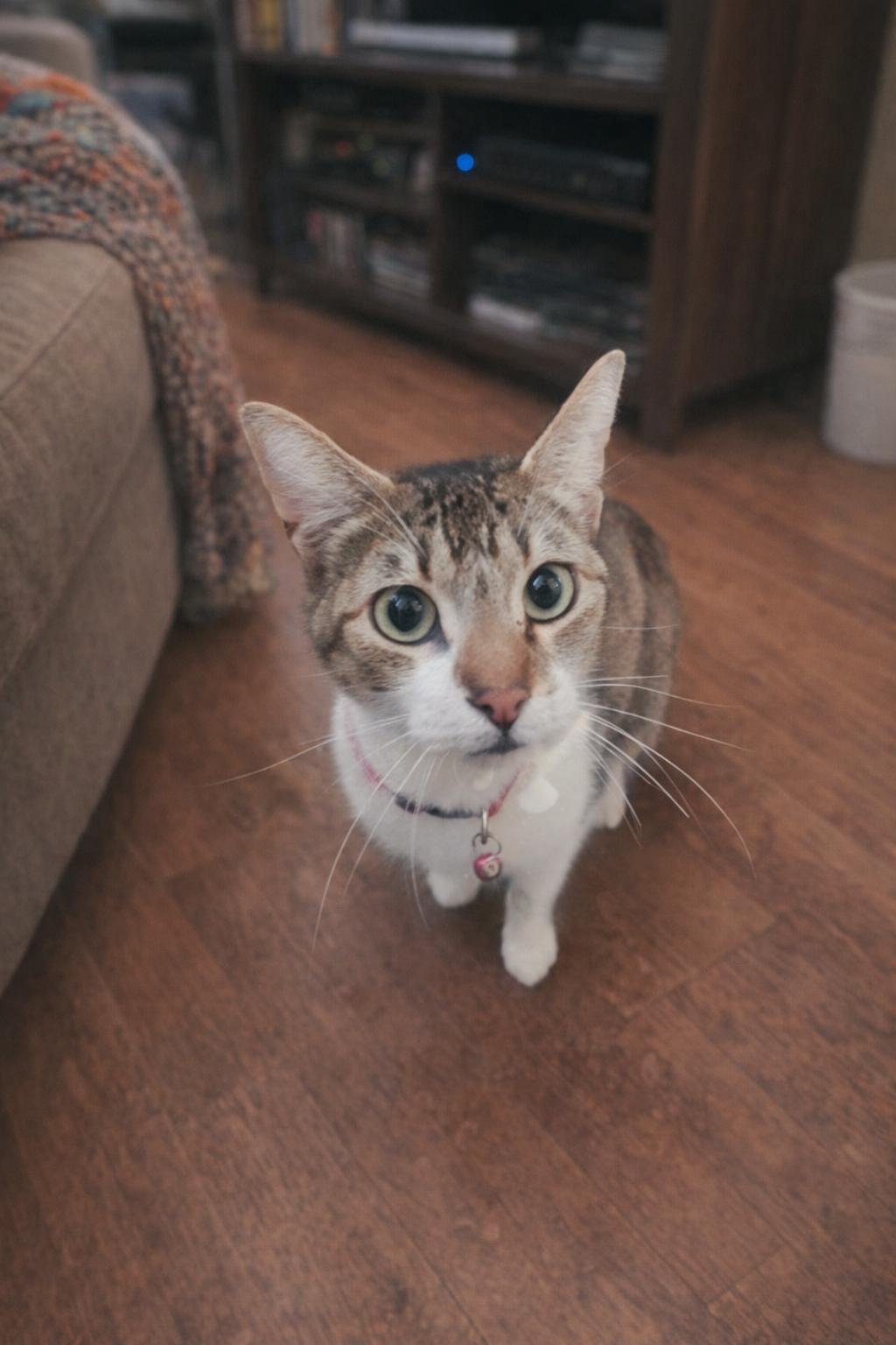 Enlarge Sassie Bassie (Bobtail/Minx), a Adoptable mixed breed in BEVERLY HILLS, CA image 2/6