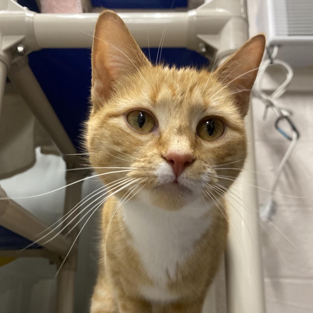 Enlarge Go Fish, a Adoptable Domestic Short Hair in Hopkinton, MA image 1/5