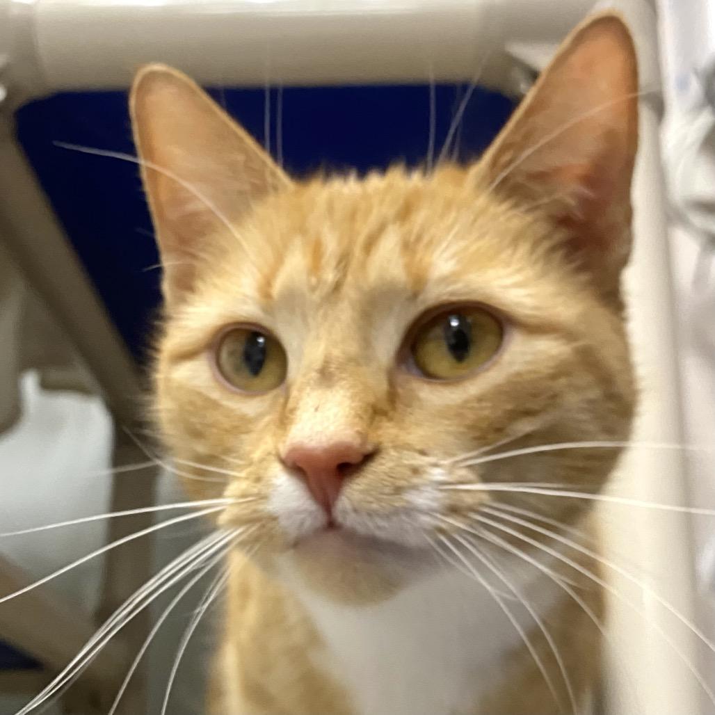 Enlarge Go Fish, a Adoptable Domestic Short Hair in Hopkinton, MA image 4/5