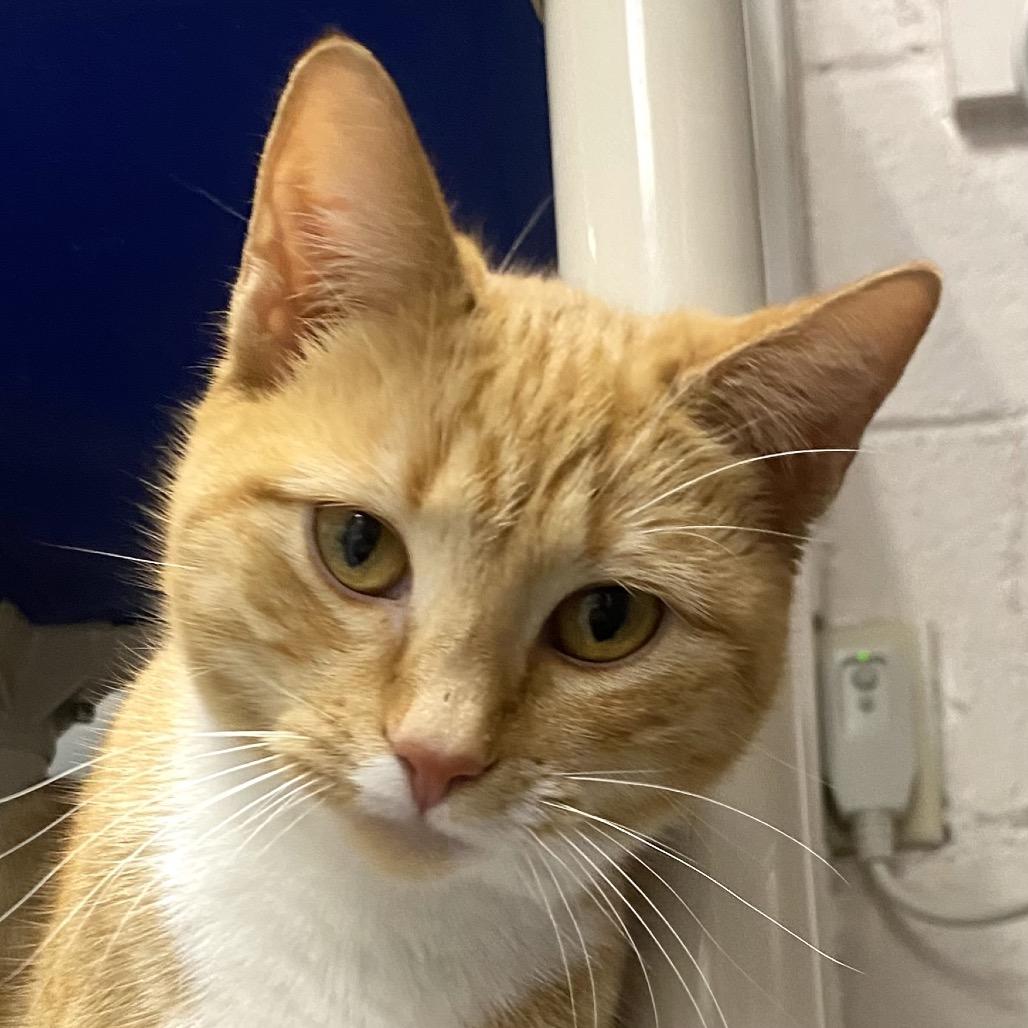 Enlarge Go Fish, a Adoptable Domestic Short Hair in Hopkinton, MA image 5/5