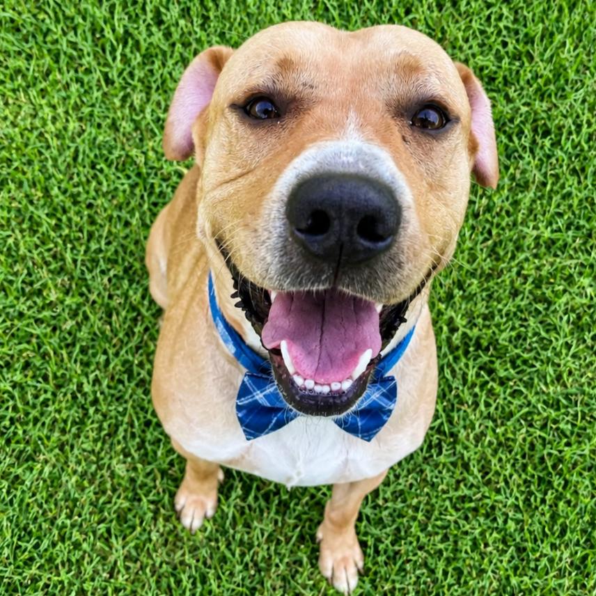 Enlarge Jack, a Adoptable mixed breed in Binghamton, NY image 1/4
