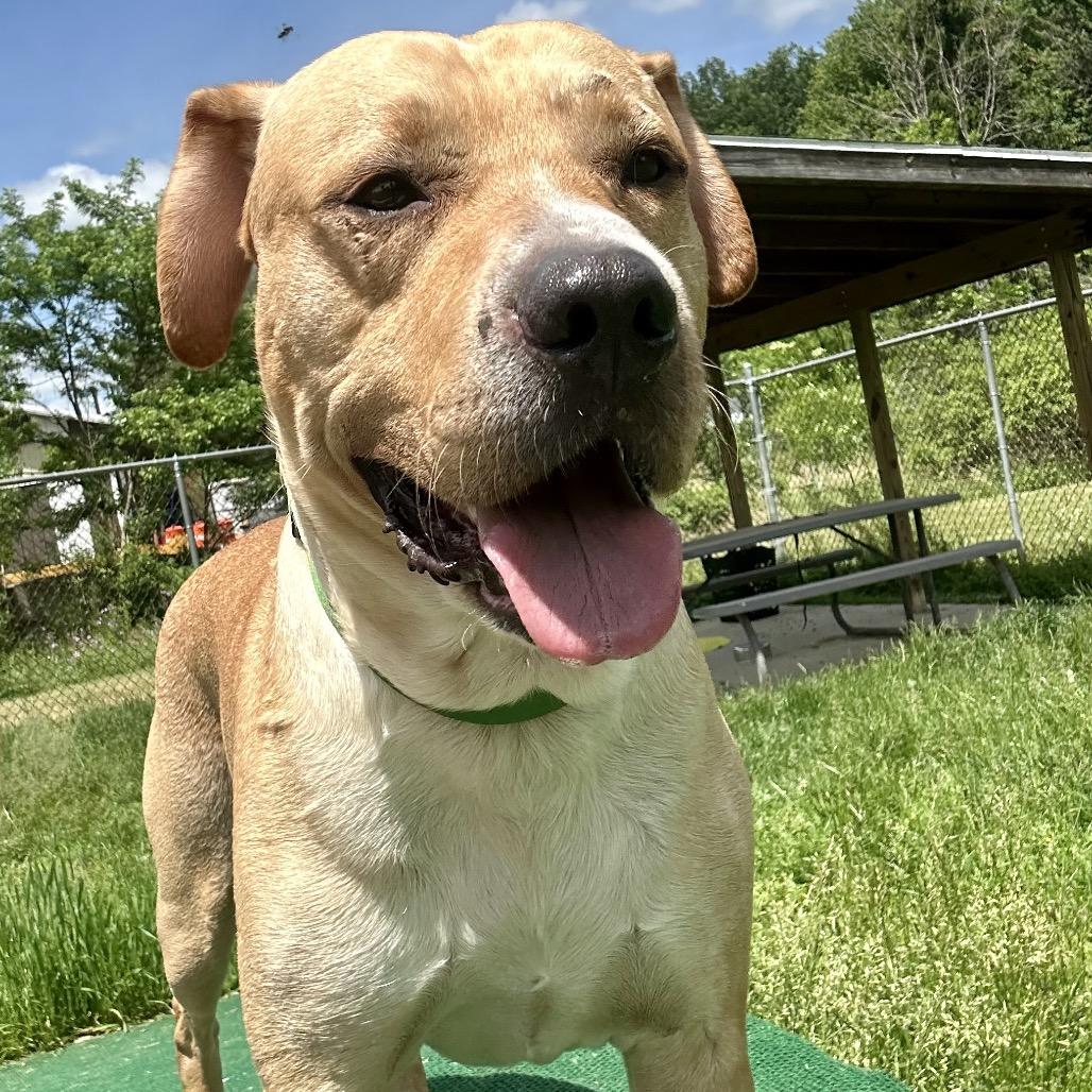 Enlarge Jack, a Adoptable mixed breed in Binghamton, NY image 2/4