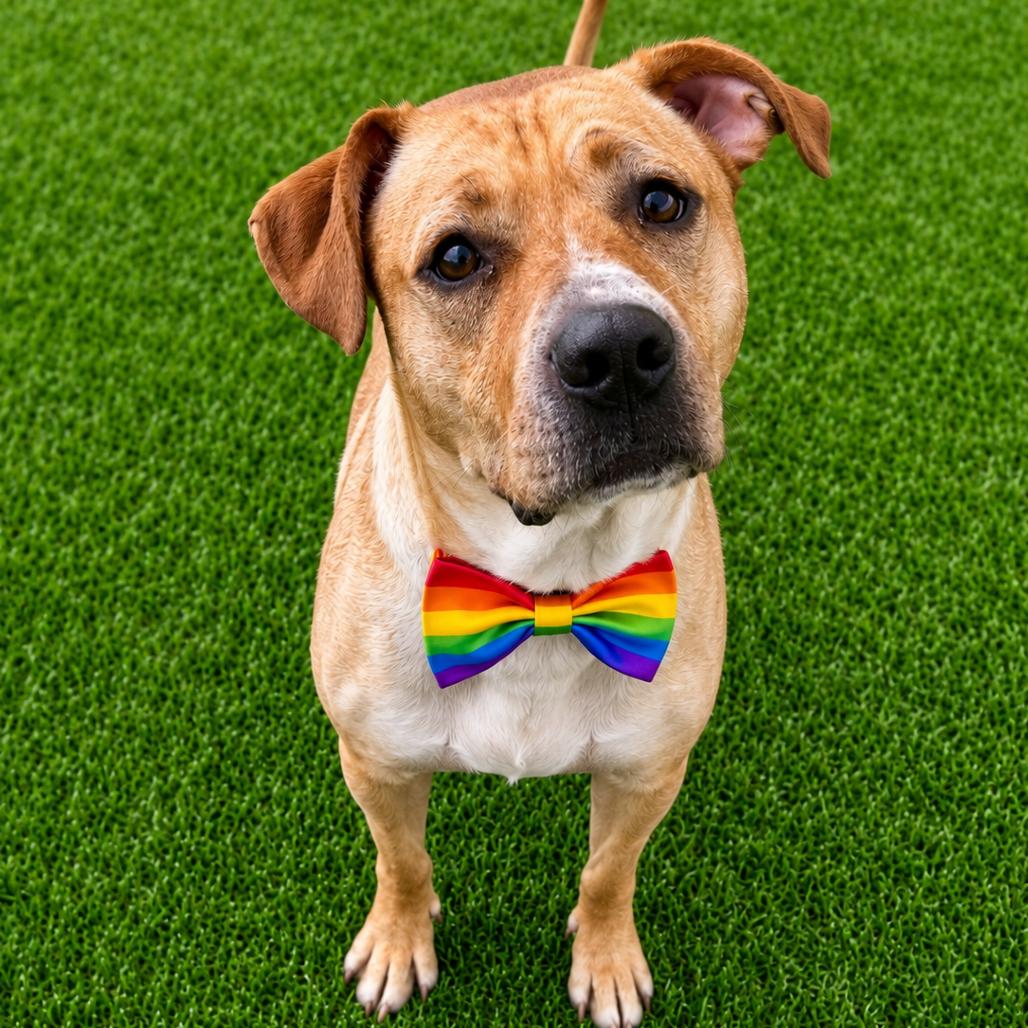 Enlarge Jack, a Adoptable mixed breed in Binghamton, NY image 3/4