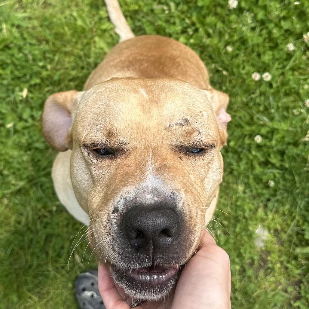 Enlarge Jack, a Adoptable mixed breed in Binghamton, NY image 4/4