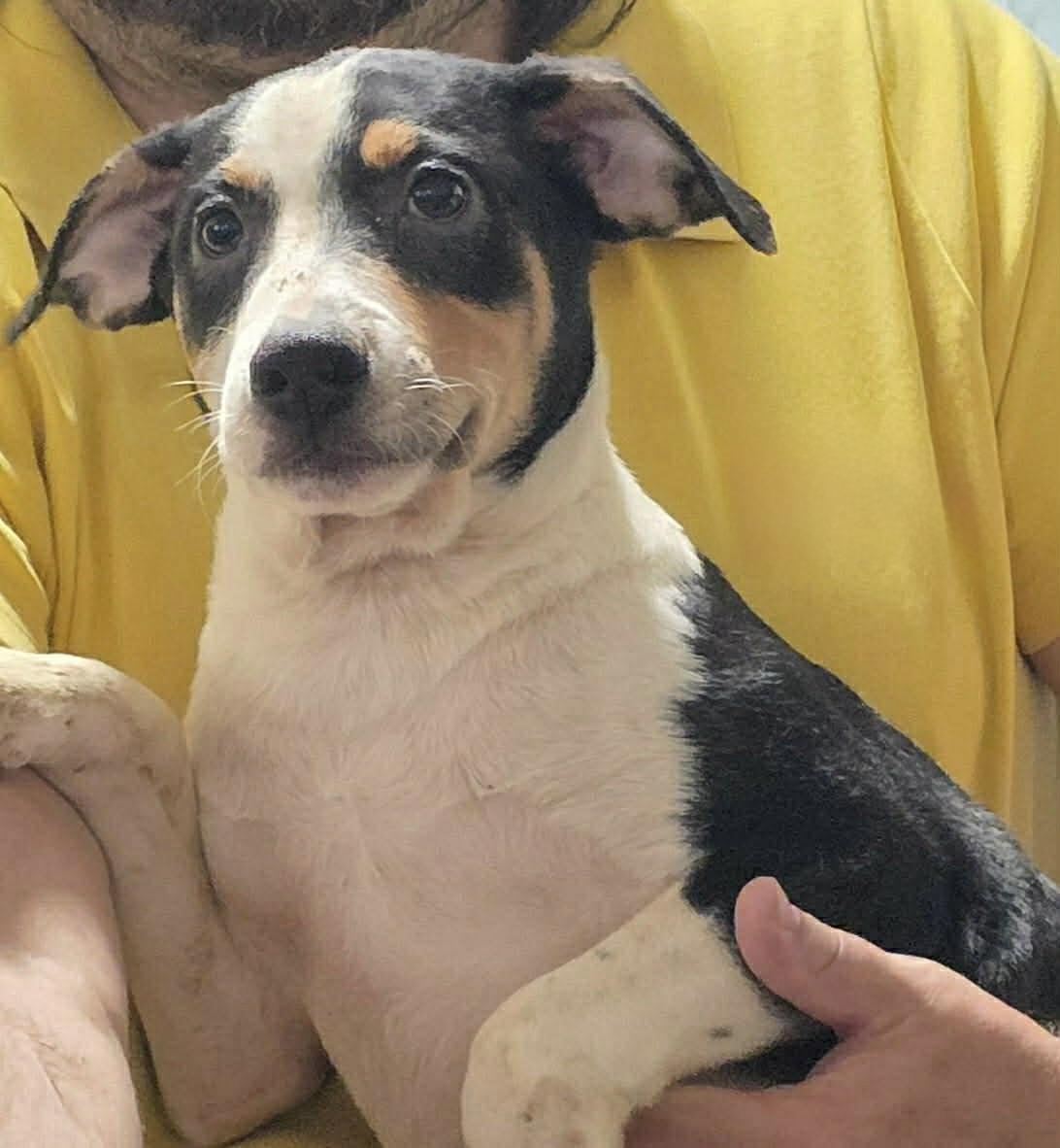 Enlarge Tengu, a ADOPTABLE mixed breed in Uxbridge, MA image 1/1