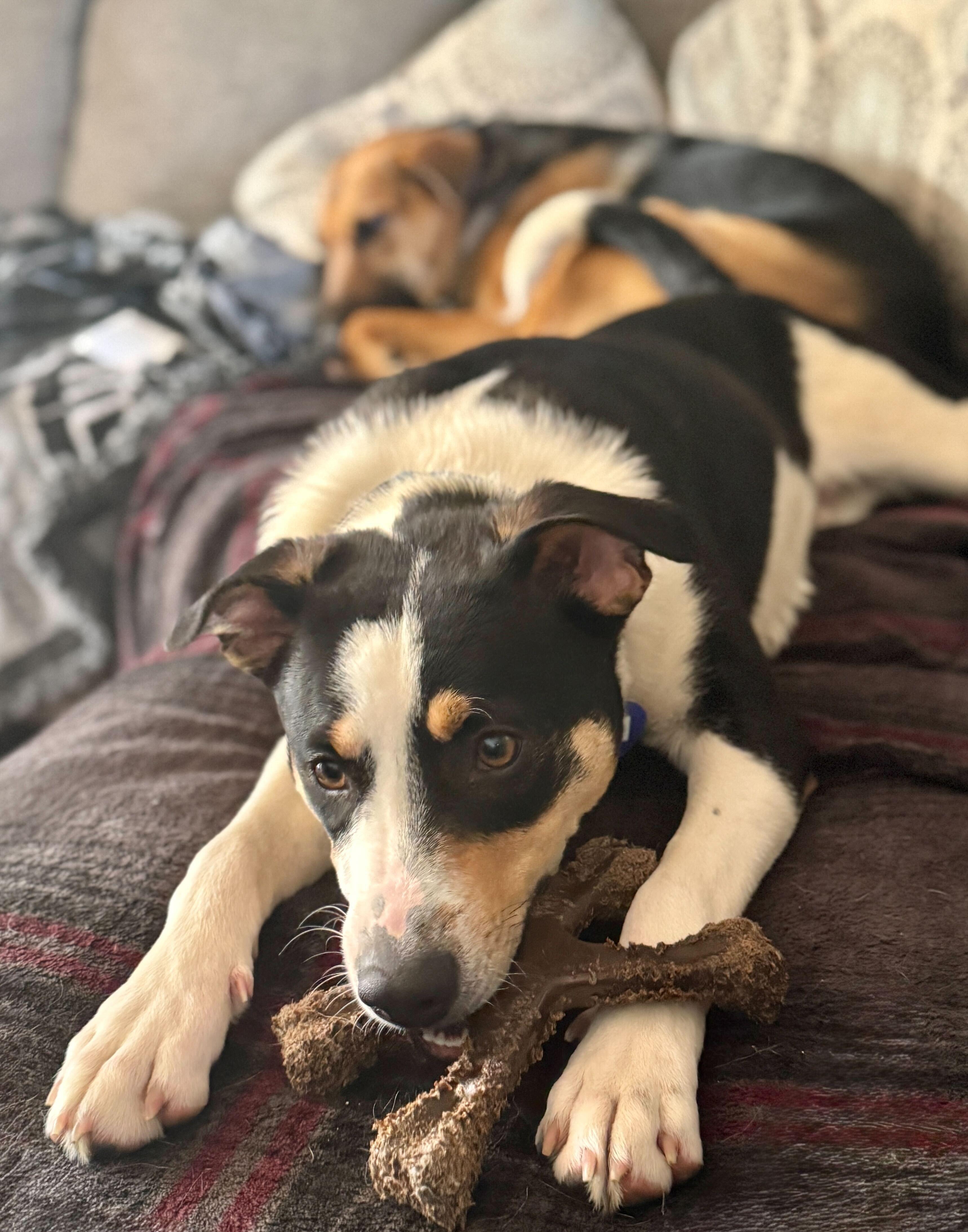 Tengu, ADOPTABLE, Puppy Male Labrador Retriever & Hound.