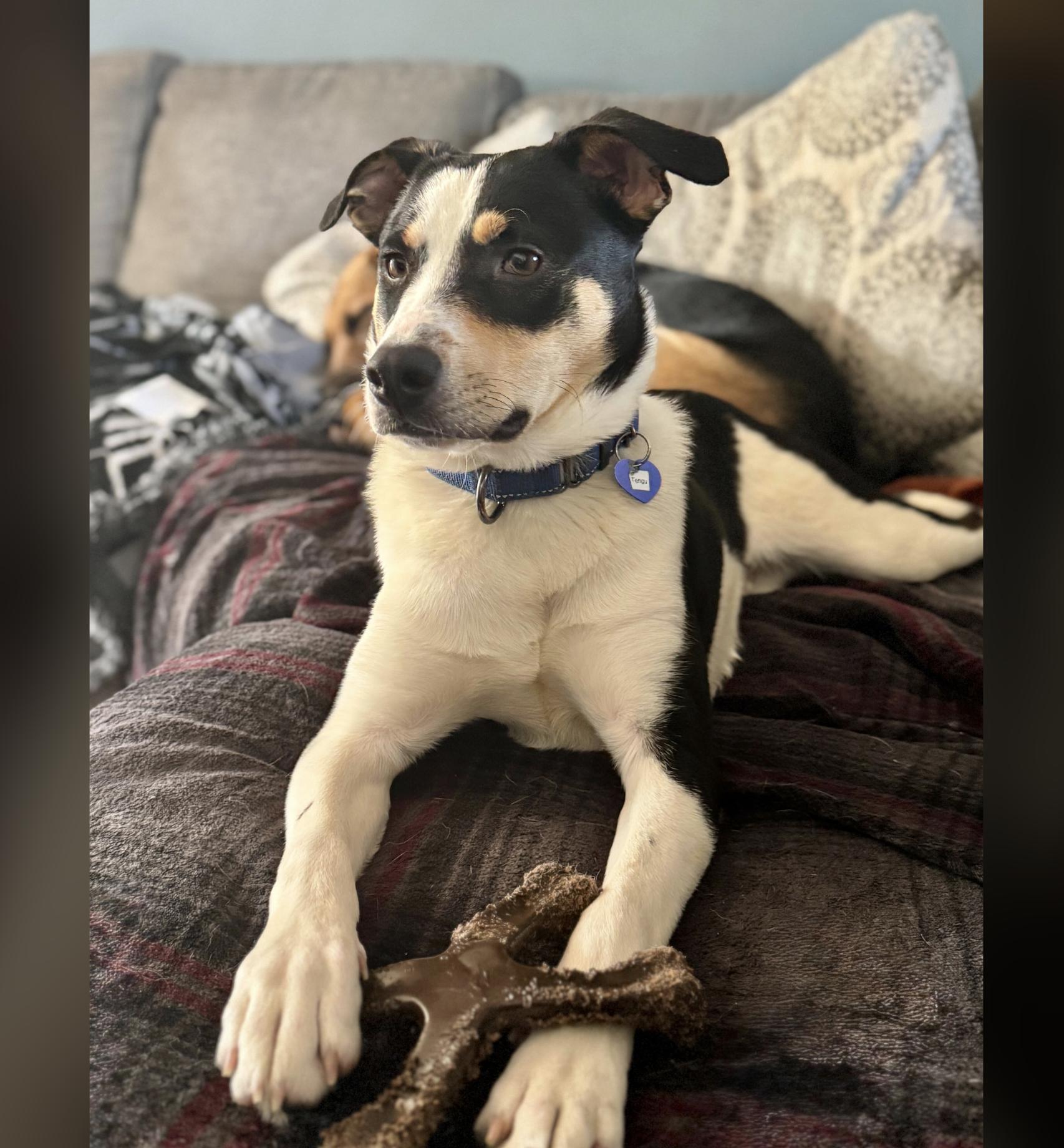Tengu, ADOPTABLE, Puppy Male Labrador Retriever & Hound.