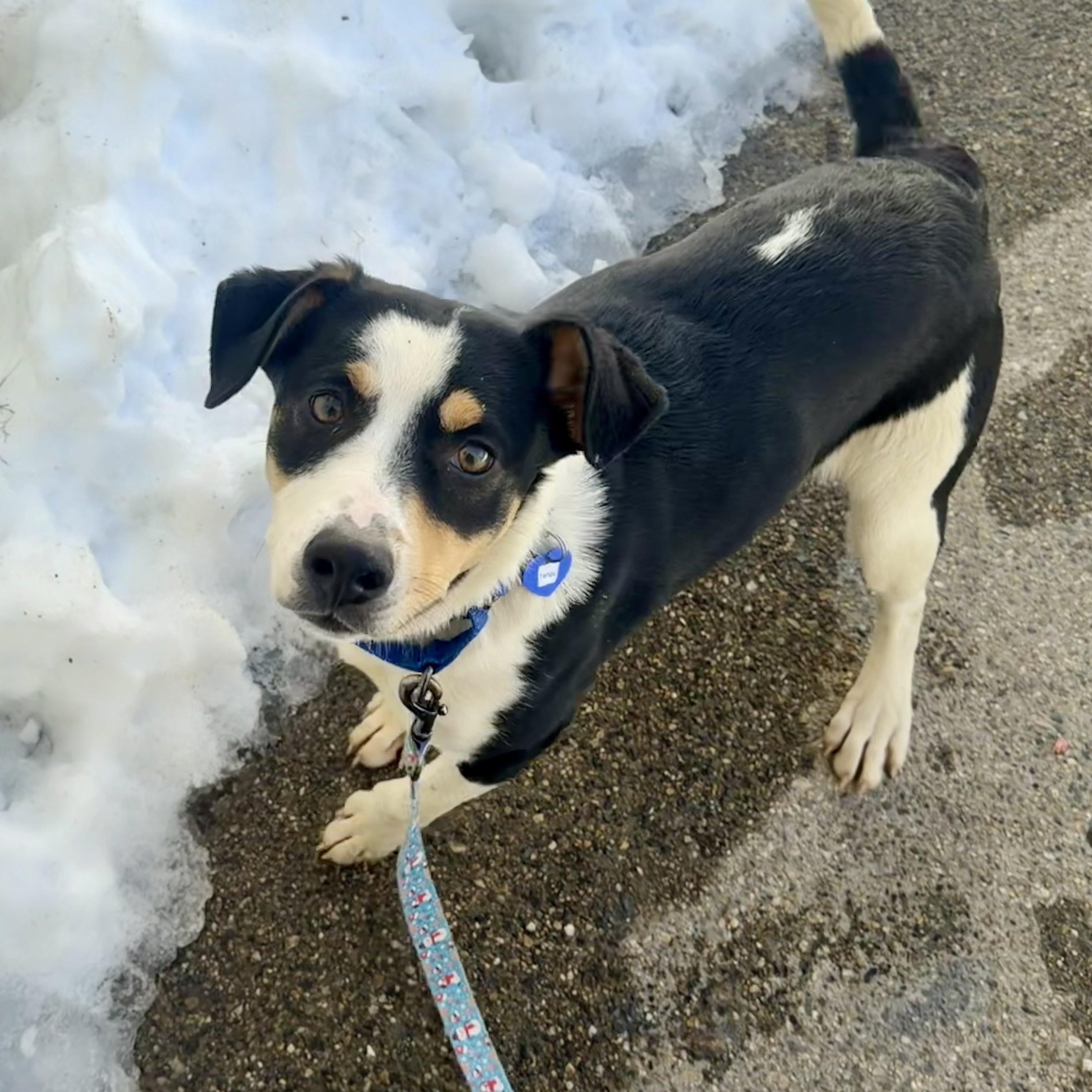 Enlarge Tengu, a ADOPTABLE mixed breed in Uxbridge, MA image 1/2