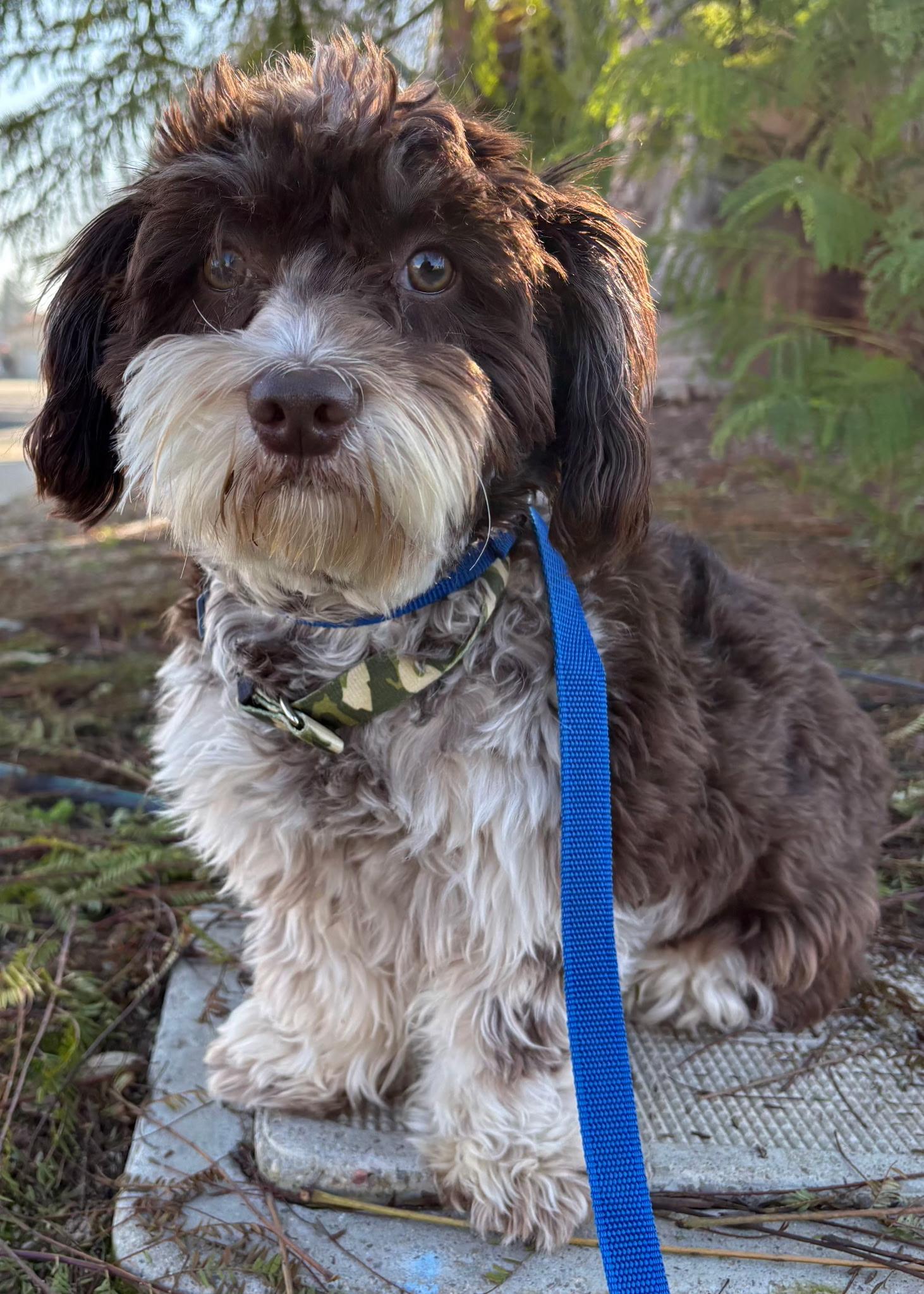 Enlarge Benny, a ADOPTABLE mixed breed in Los Angeles, CA image 1/3