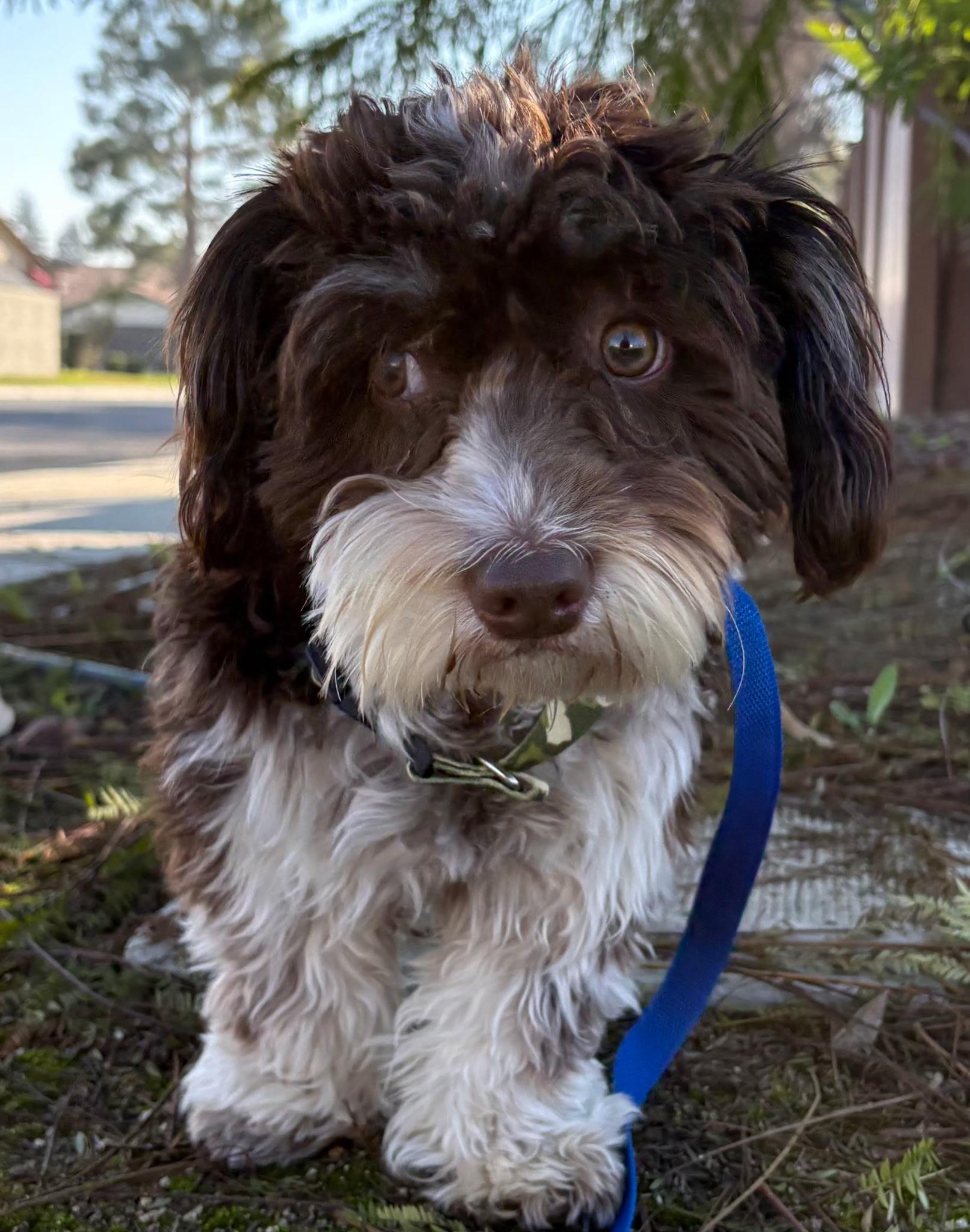 Enlarge Benny, a ADOPTABLE mixed breed in Los Angeles, CA image 2/3