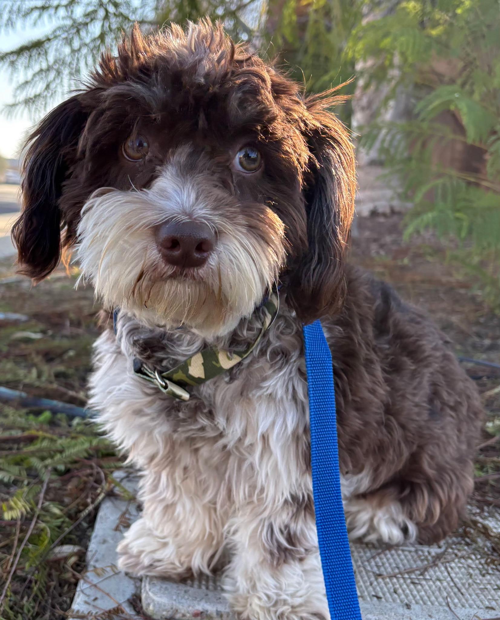 Enlarge Benny, a ADOPTABLE mixed breed in Los Angeles, CA image 3/3