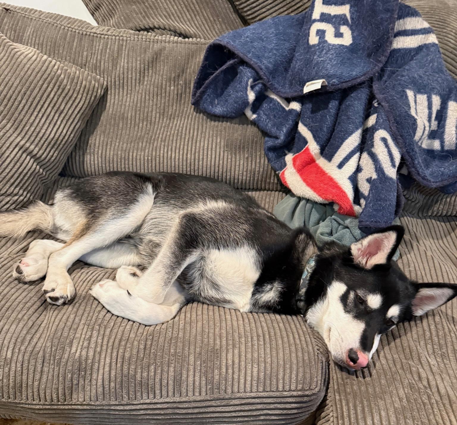 Enlarge Greyson, a Adoptable Siberian Husky in oriskany, NY image 3/4