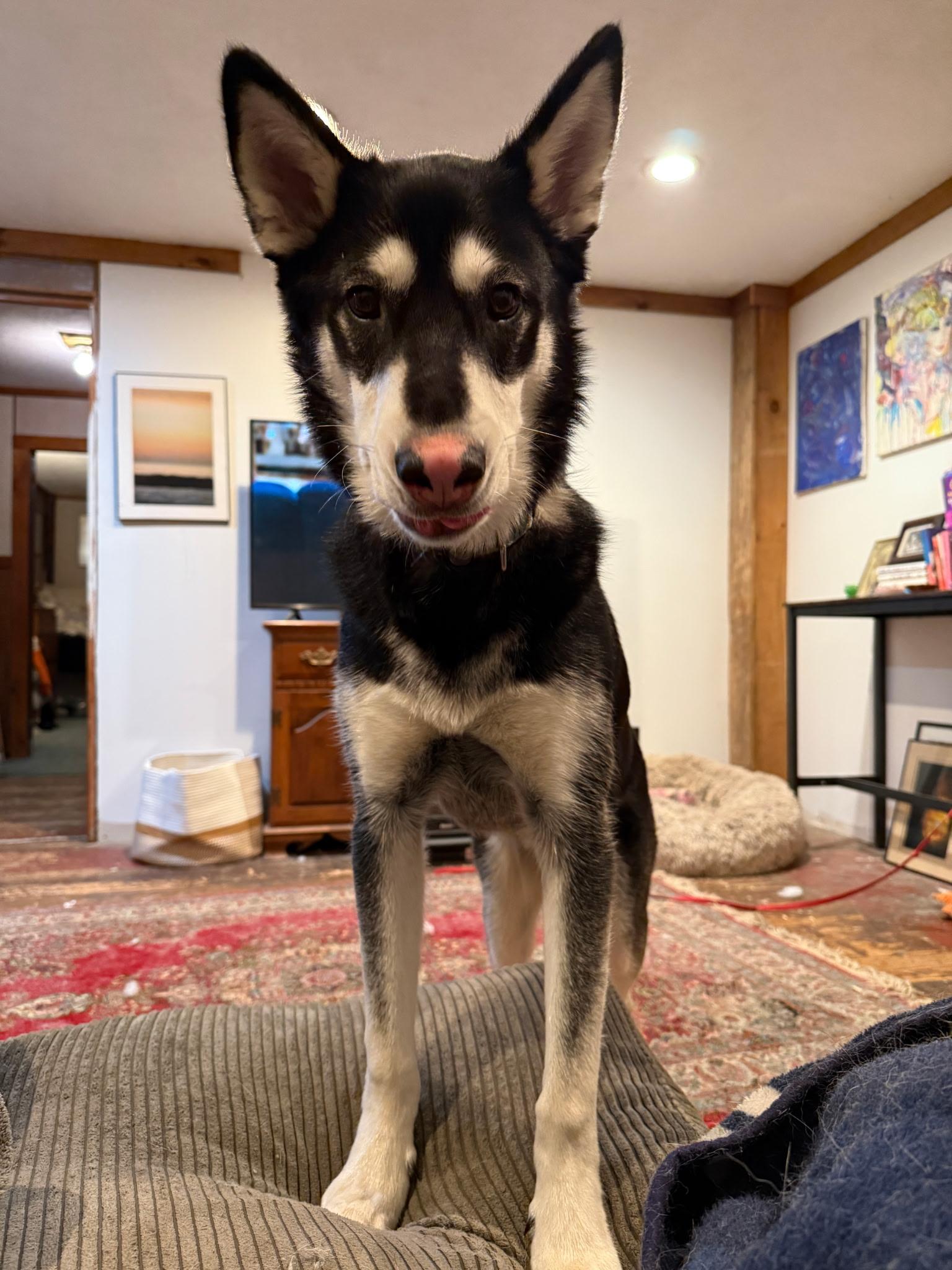 Enlarge Greyson, a Adoptable Siberian Husky in oriskany, NY image 1/4