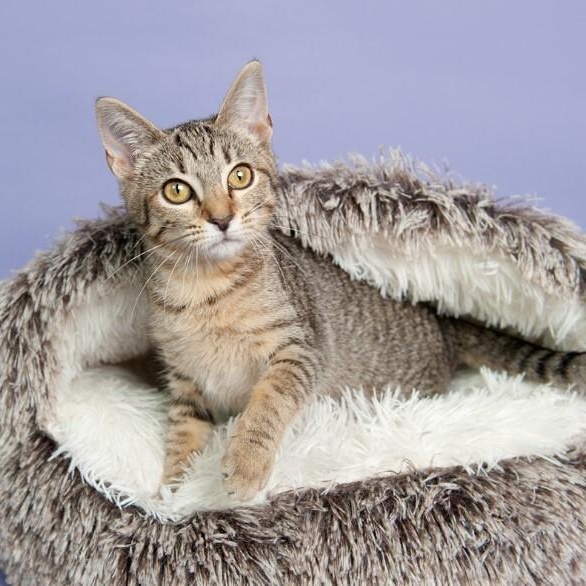 Ophelia Bard — thumbnail 5