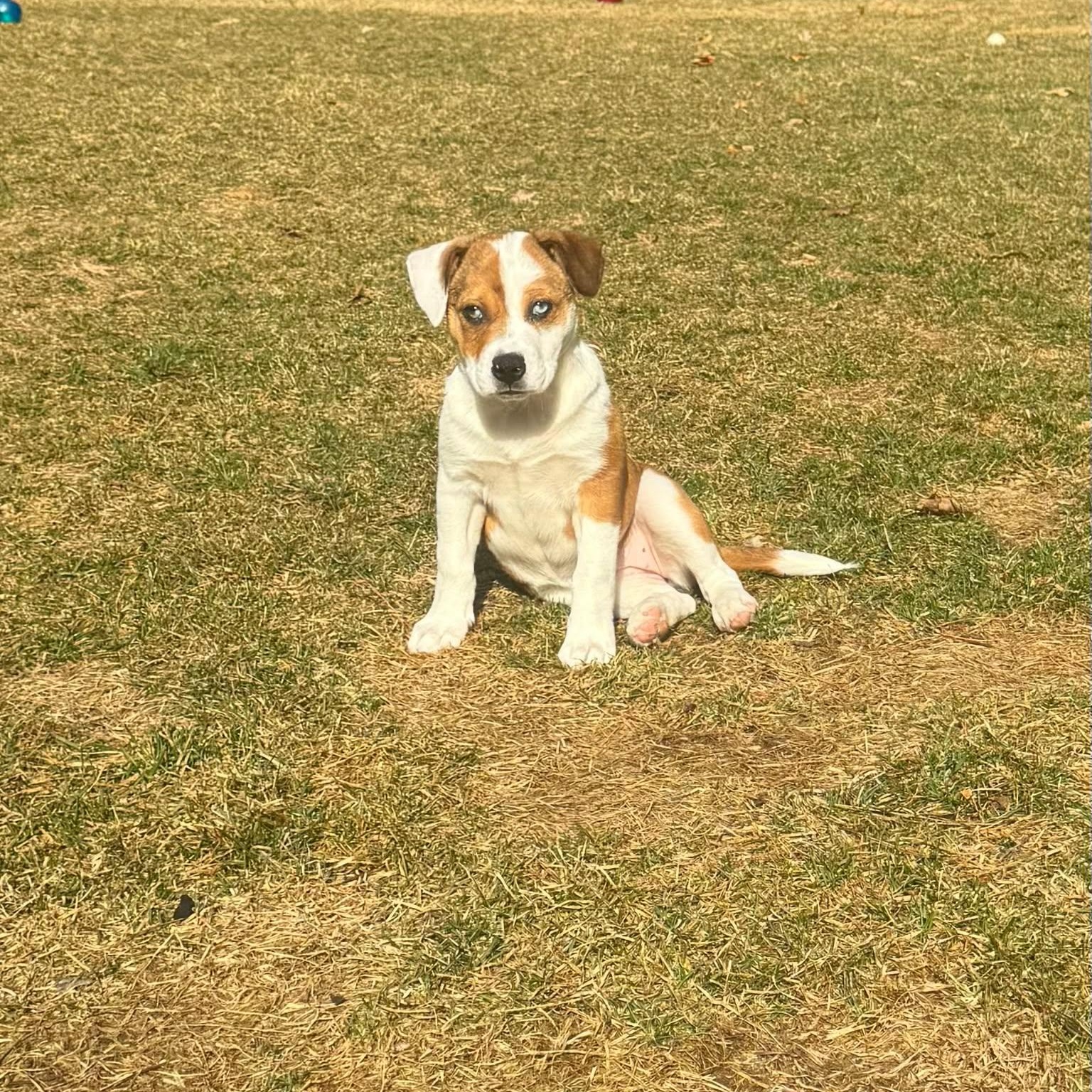 Enlarge Brielle, an adopted mixed breed in Cumberland, RI image 3/6
