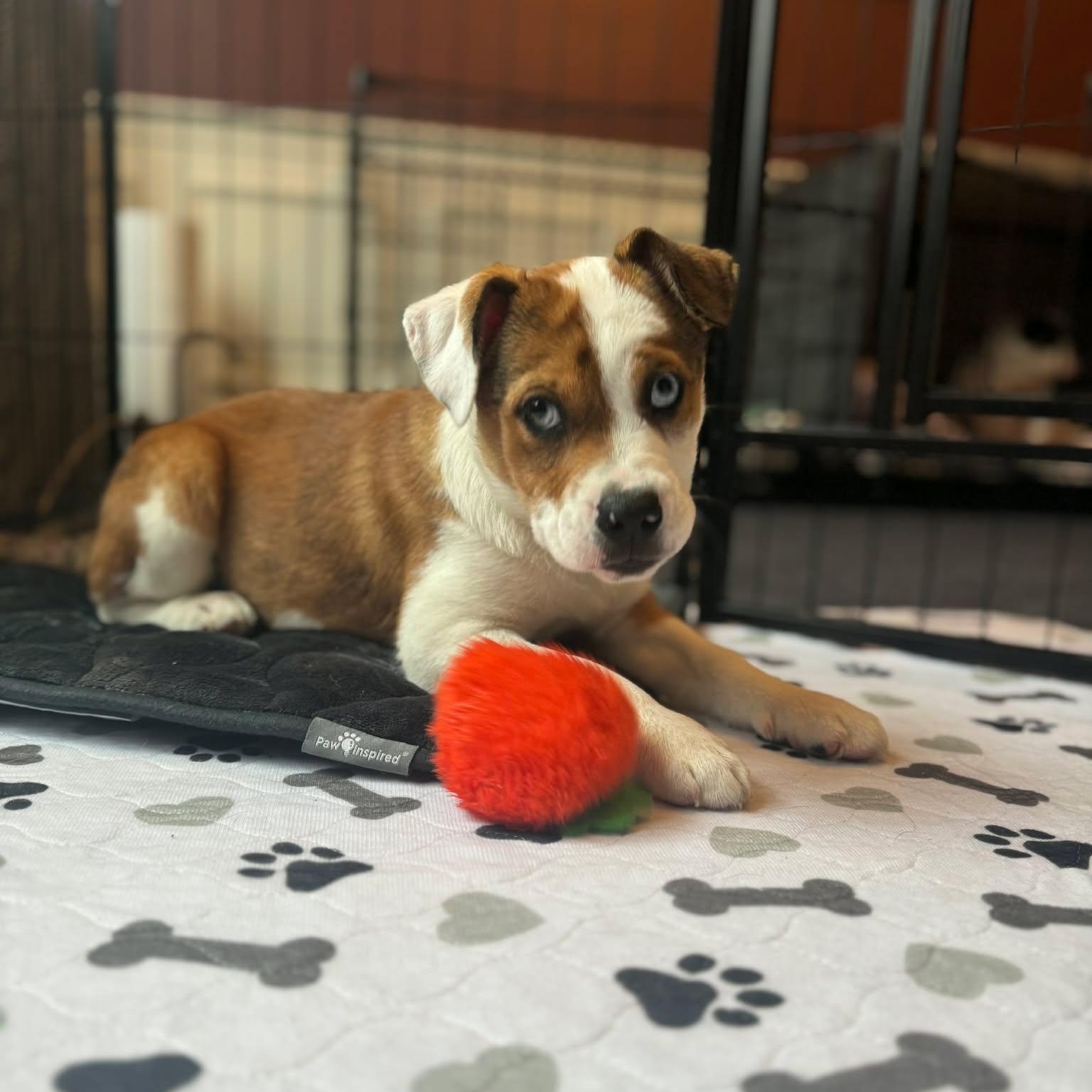 Enlarge Brielle, an adopted mixed breed in Cumberland, RI image 5/6