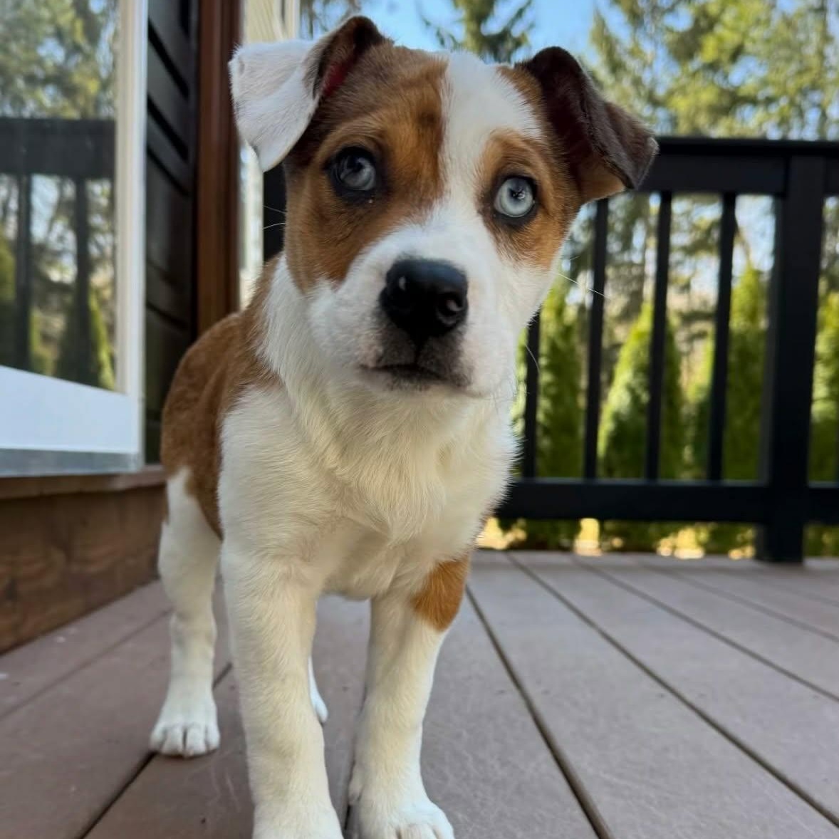 Brielle, Adoptable, Puppy Female Australian Shepherd.