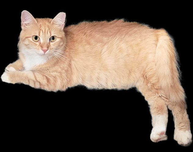 Goldie, Adoptable, Young Female Tabby.