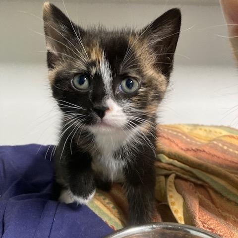 Enlarge Shannon's Litter of #2 , a ADOPTABLE mixed breed in Watkinsville, GA image 3/3