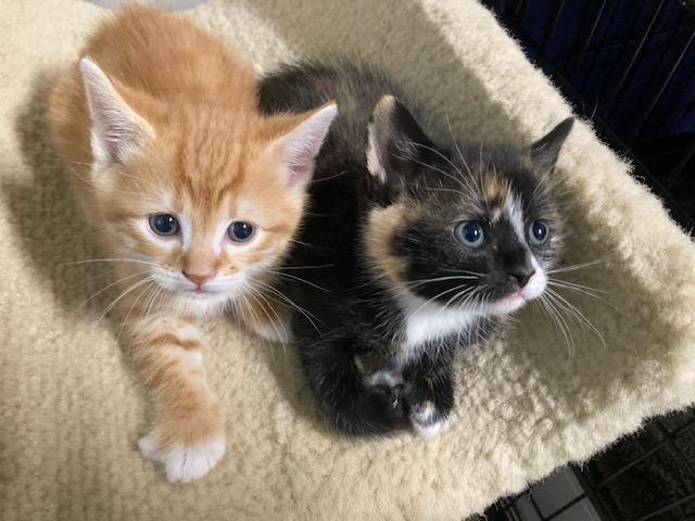 Shannon's Litter of #2 , ADOPTABLE, Kitten Male Domestic Short Hair.