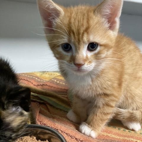 Enlarge Shannon's Litter of #2 , a ADOPTABLE mixed breed in Watkinsville, GA image 2/3