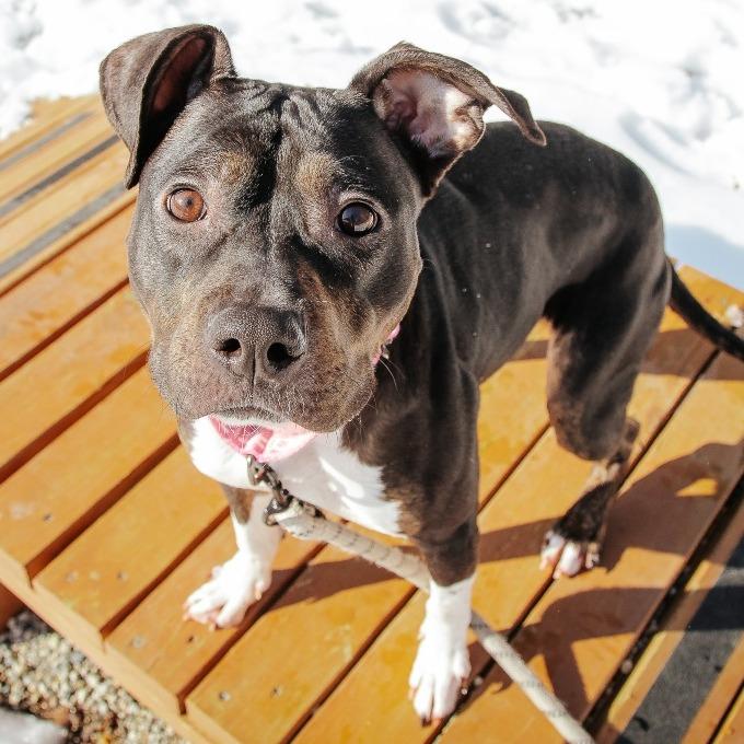 Mila, Adoptable, Adult Female Mixed Breed.