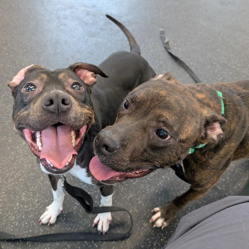 Enlarge Mila, a Adoptable Mixed Breed in West Olive, MI image 1/6