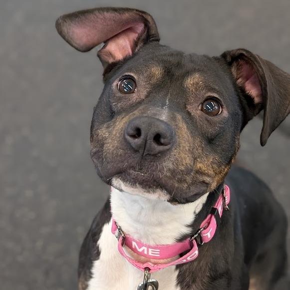 Enlarge Mila, a Adoptable Mixed Breed in West Olive, MI image 2/6