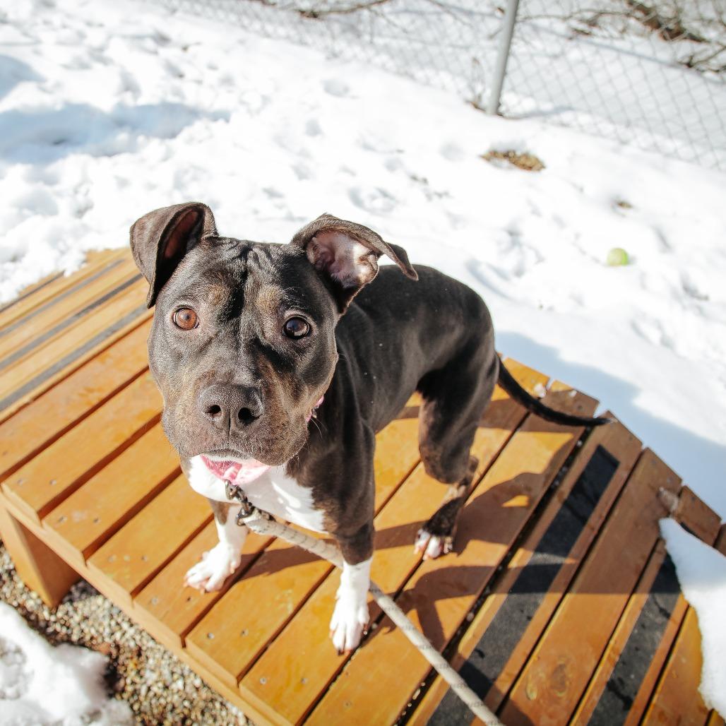 Enlarge Mila, a Adoptable Mixed Breed in West Olive, MI image 3/6