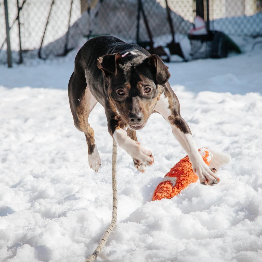 Enlarge Mila, a Adoptable Mixed Breed in West Olive, MI image 4/6