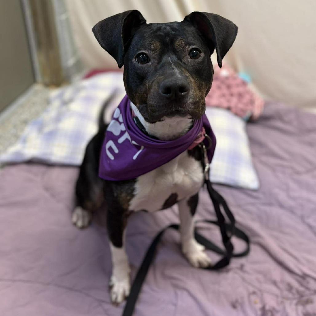 Enlarge Mila, a Adoptable Mixed Breed in West Olive, MI image 6/6