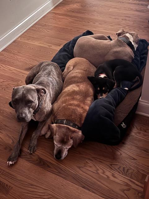 BAXTER, an adopted mixed breed in Alpharetta, GA image 3/4