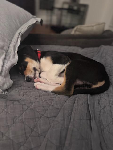 BAXTER, an adopted mixed breed in Alpharetta, GA image 2/4