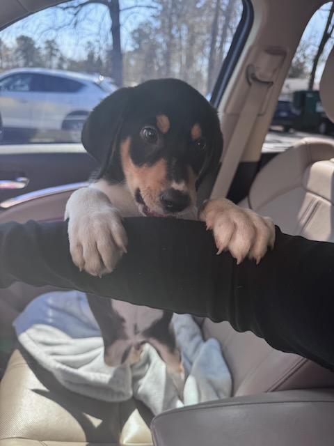 BAXTER, an adopted mixed breed in Alpharetta, GA image 4/4