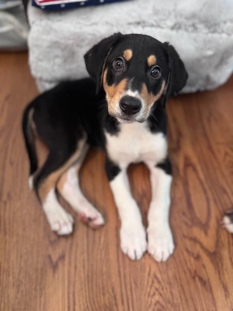 BAXTER, an adopted mixed breed in Alpharetta, GA image 1/4