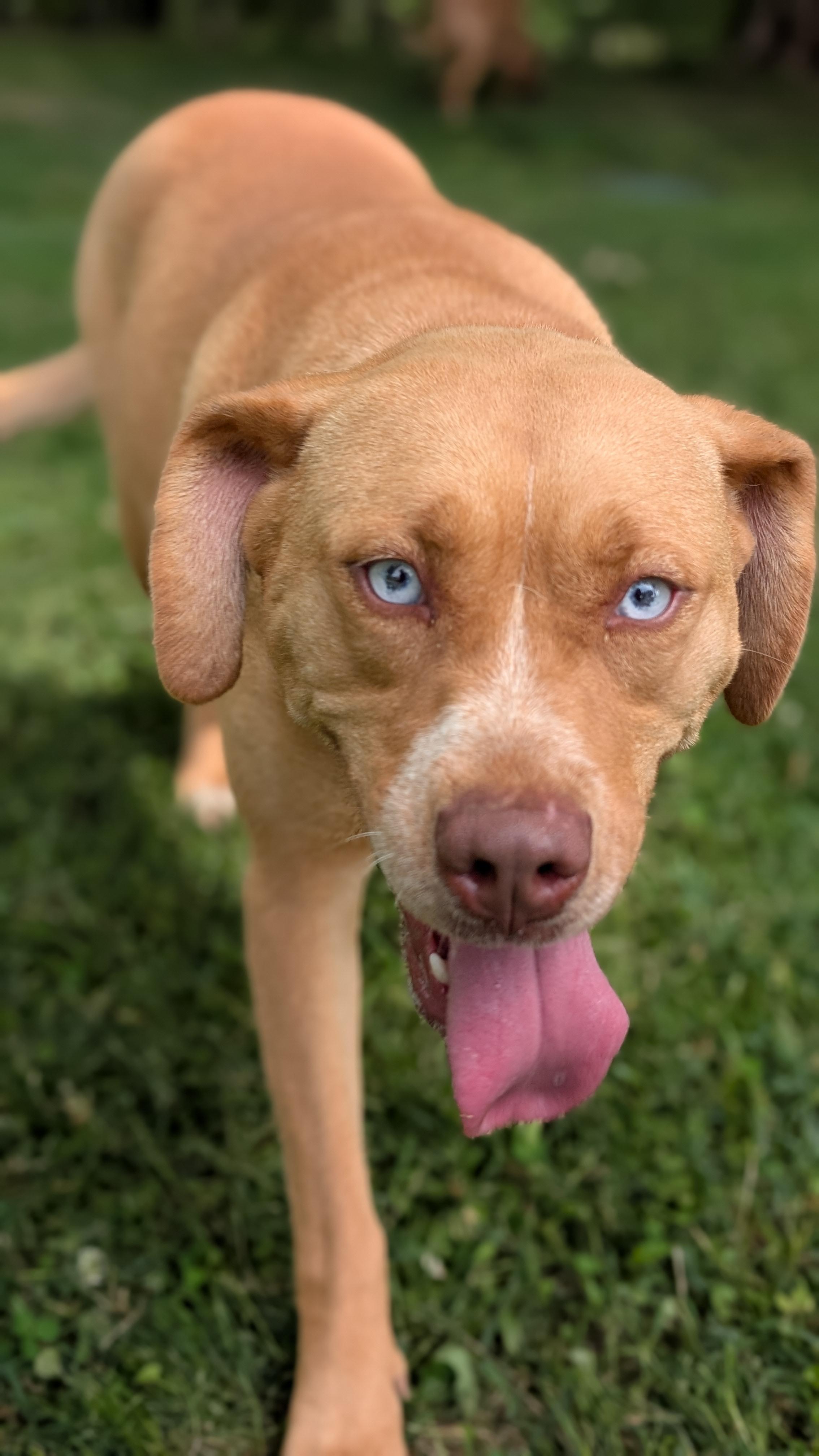 Gemma, a Adoptable Mixed Breed in Joppa, AL image 3/6