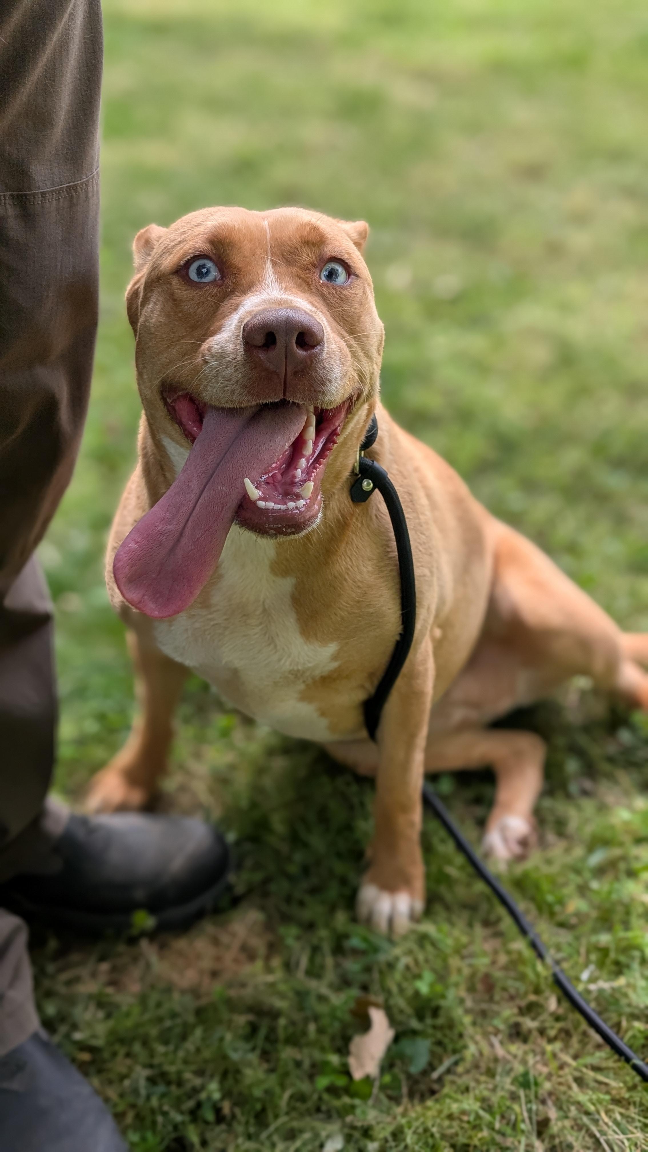 Gemma, a Adoptable Mixed Breed in Joppa, AL image 4/6