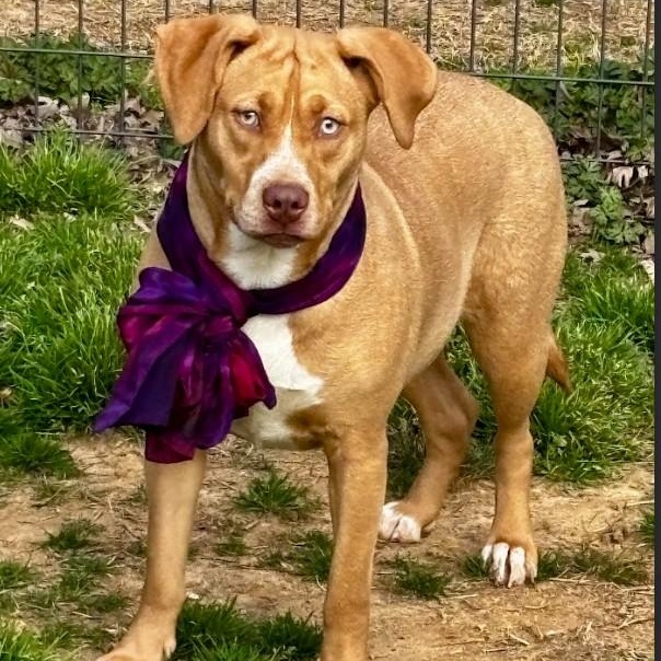 Gemma, Adoptable, Adult Female Mixed Breed.