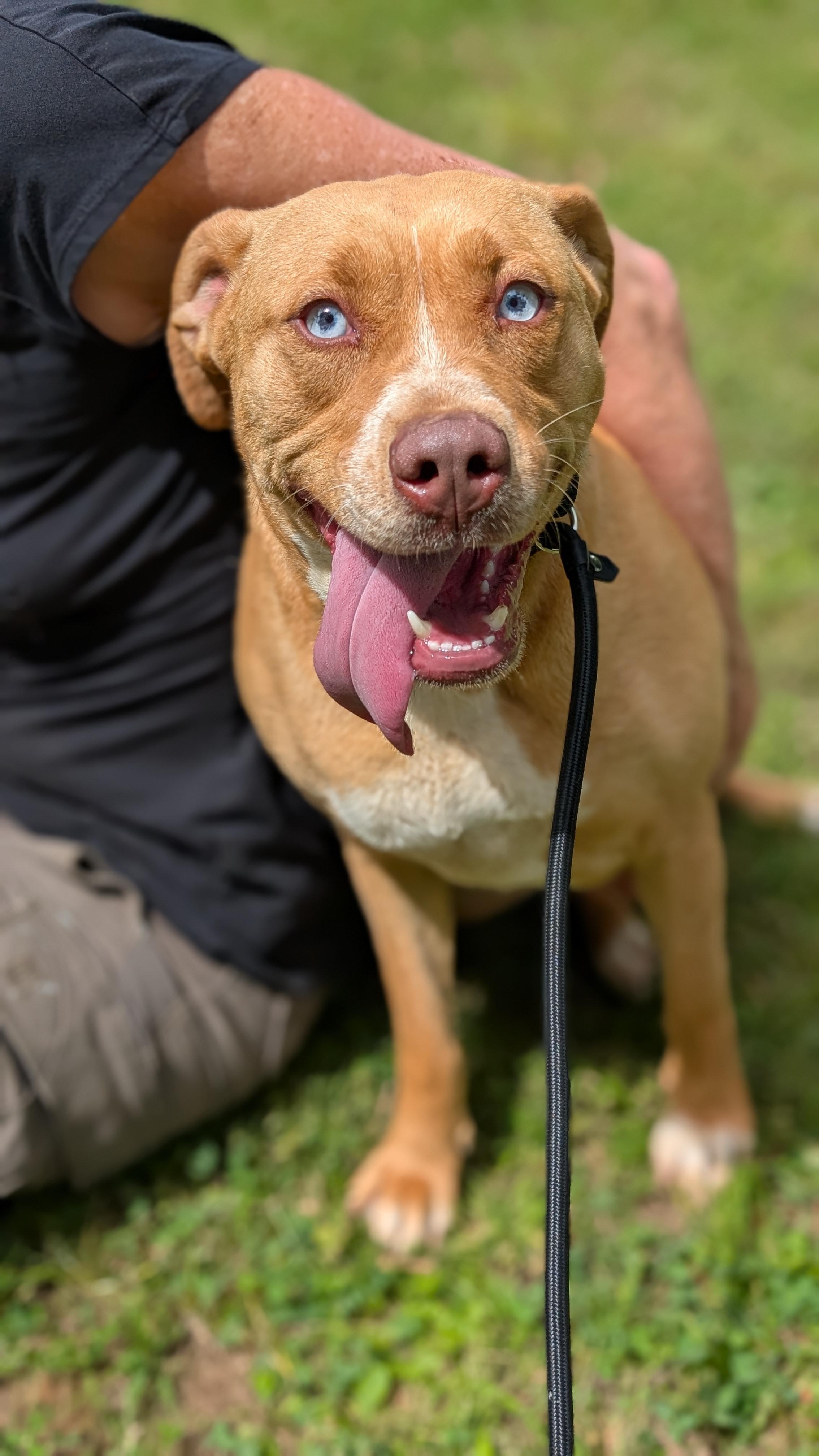 Gemma, Adoptable, Adult Female Mixed Breed.