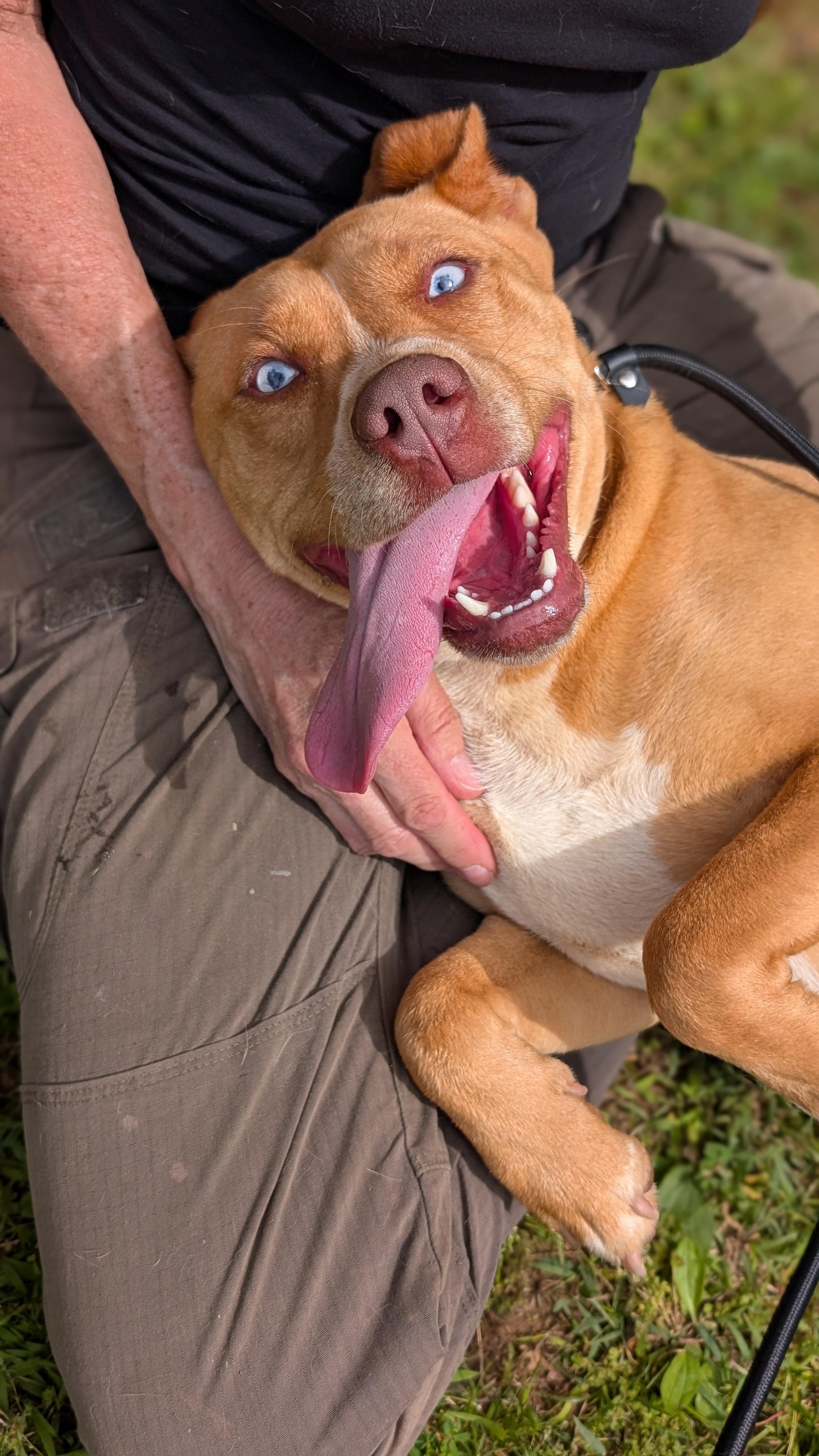 Gemma, a Adoptable Mixed Breed in Joppa, AL image 2/6