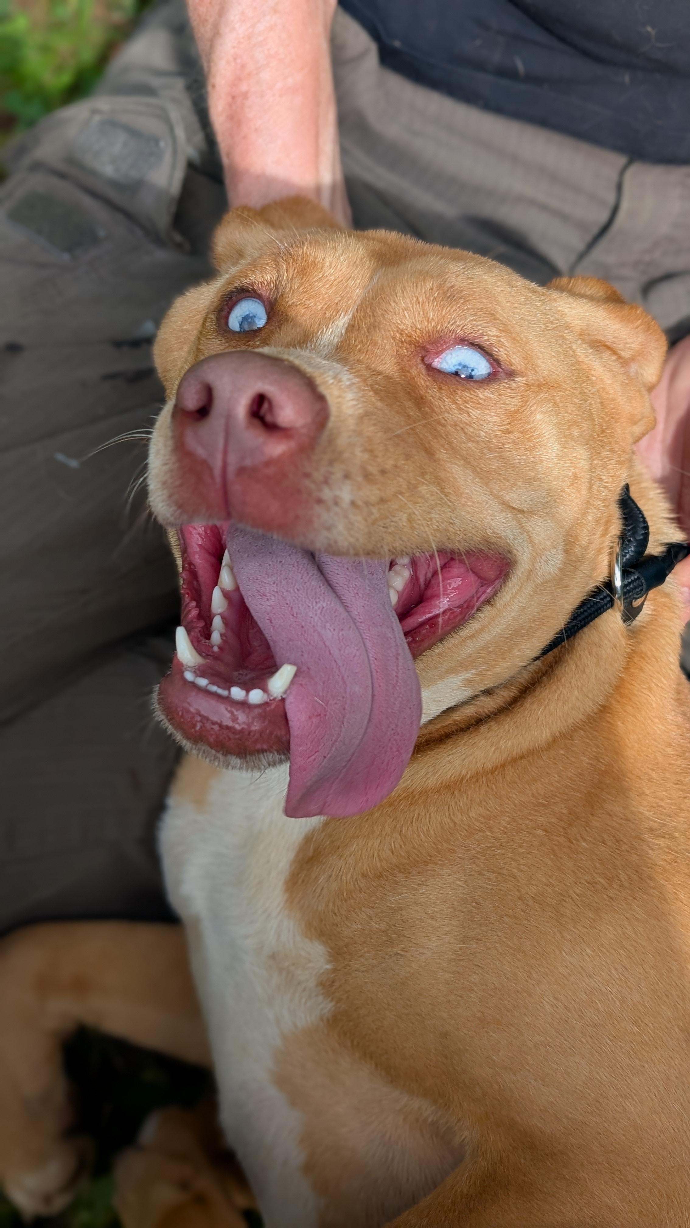 Gemma, a Adoptable Mixed Breed in Joppa, AL image 5/6