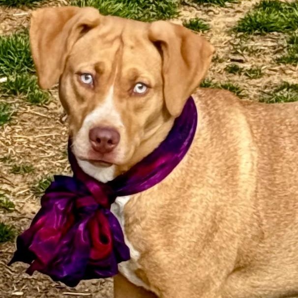 Gemma, a Adoptable Mixed Breed in Joppa, AL image 2/2