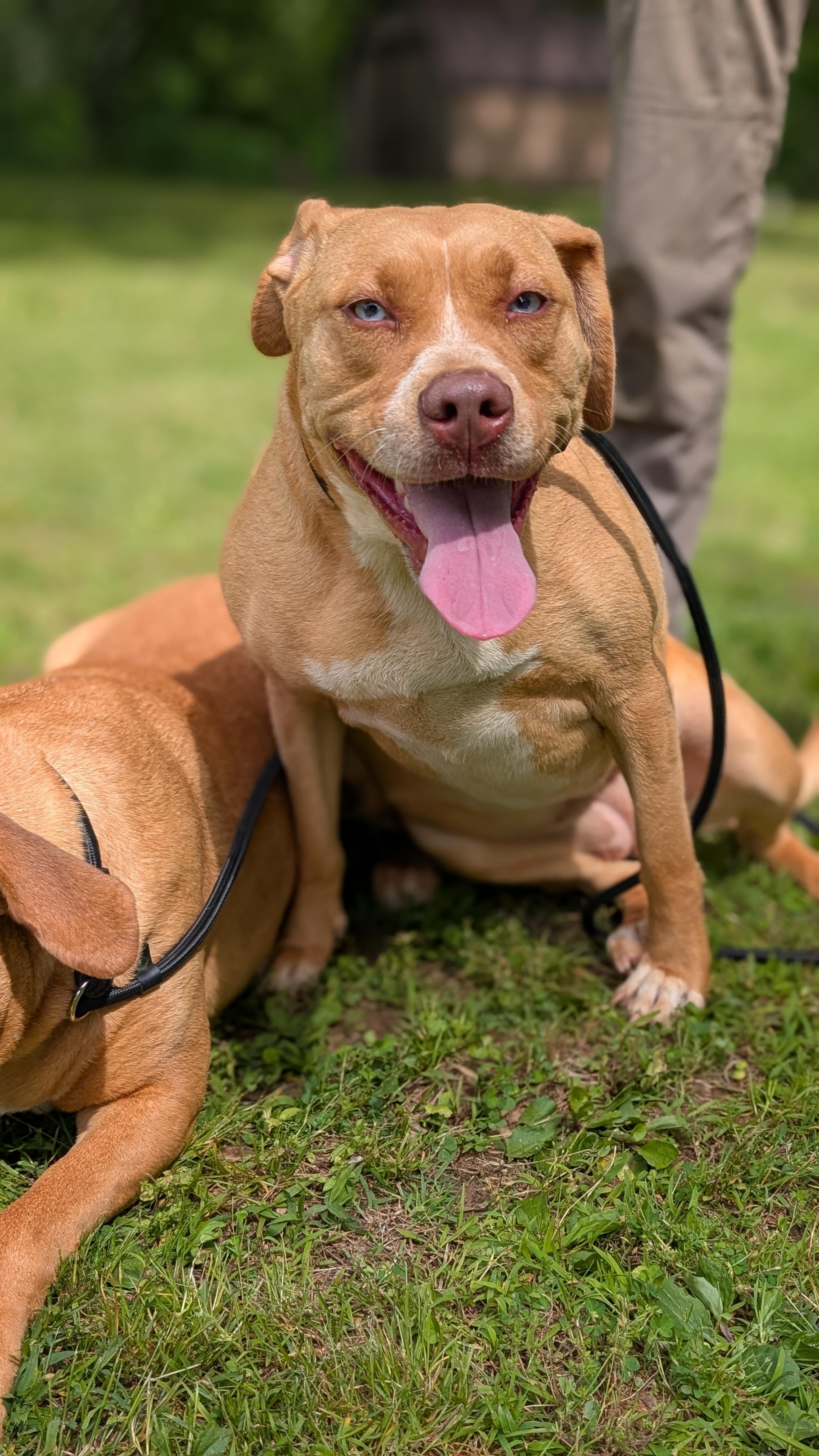 Gemma, a Adoptable Mixed Breed in Joppa, AL image 6/6