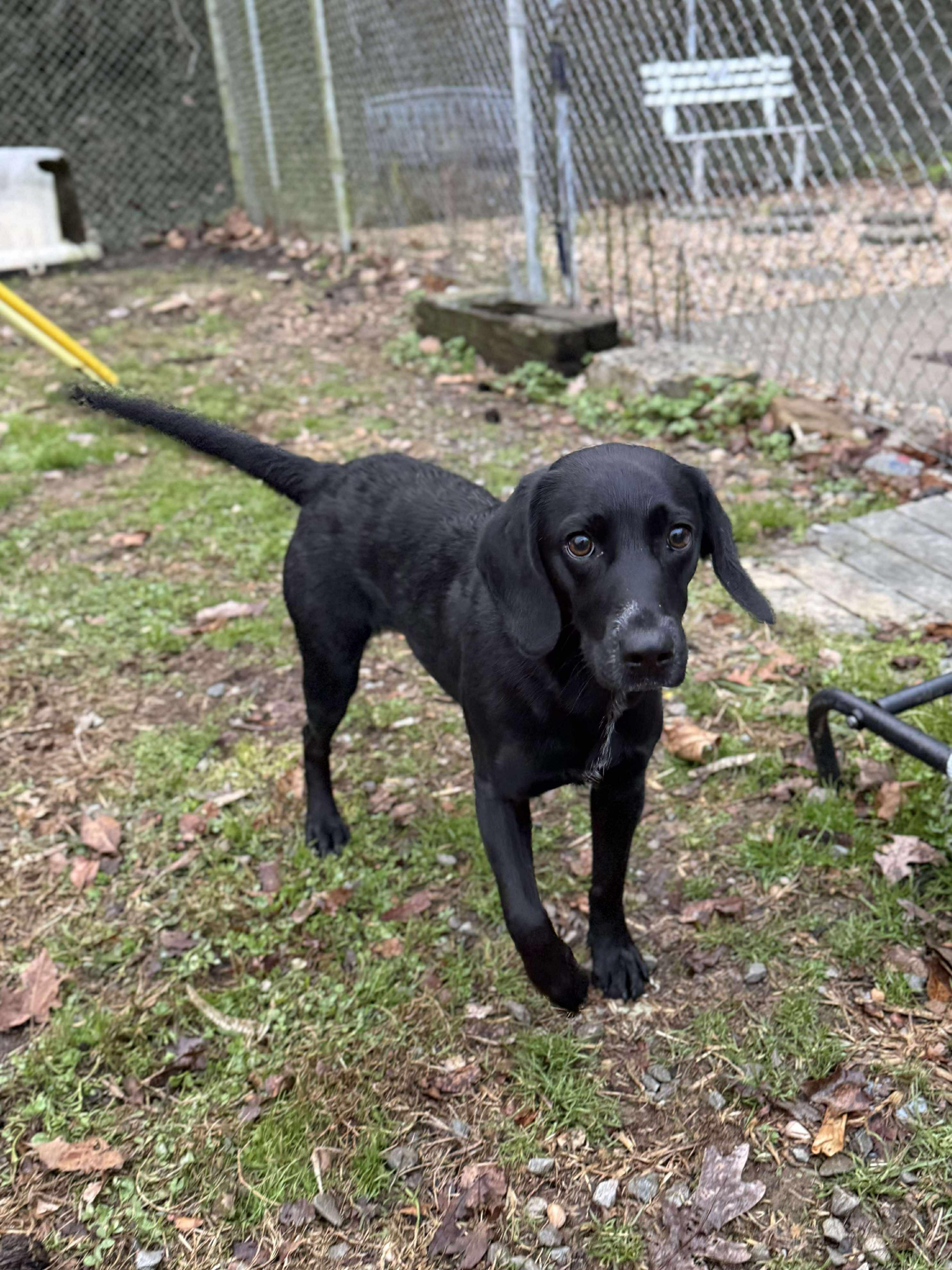 Enlarge Faye, a ADOPTABLE mixed breed in Leitchfield, KY image 2/2