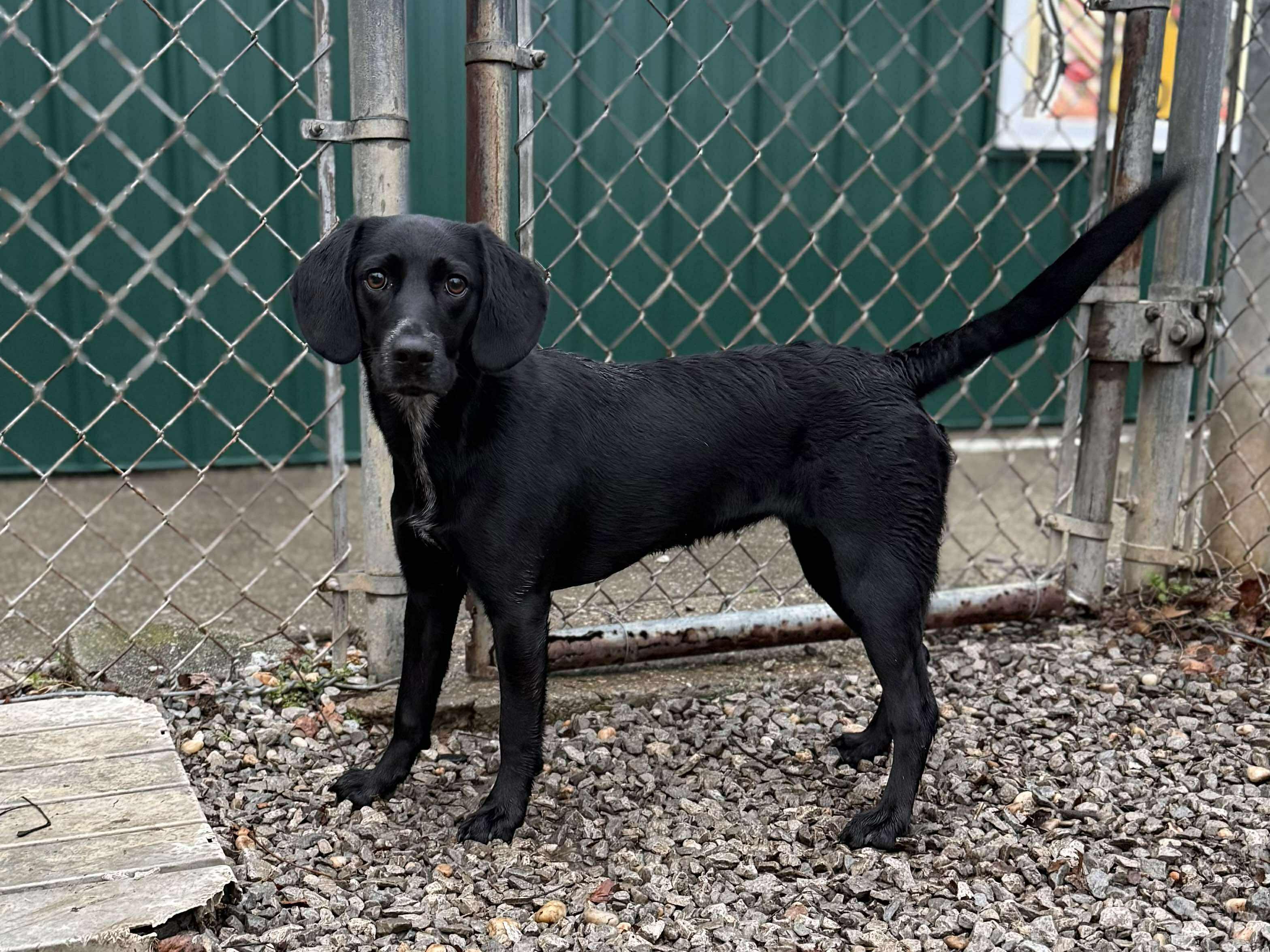 Enlarge Faye, a ADOPTABLE mixed breed in Leitchfield, KY image 1/2