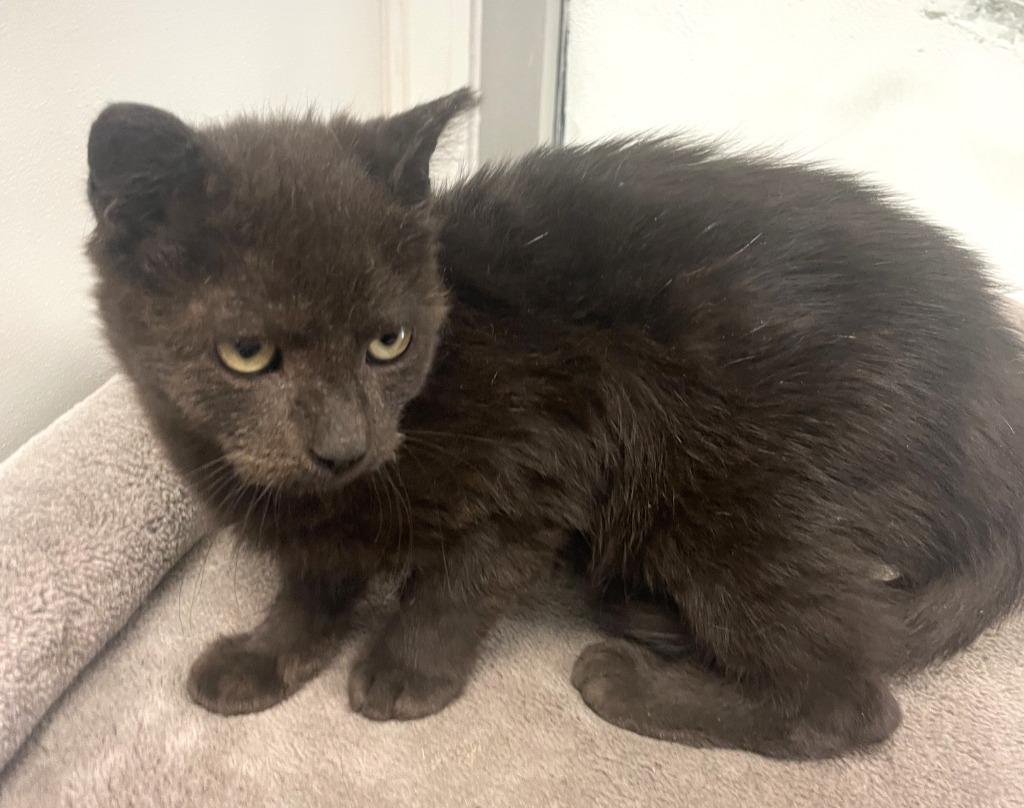 Zorro, Adoptable, Young Male Domestic Short Hair.