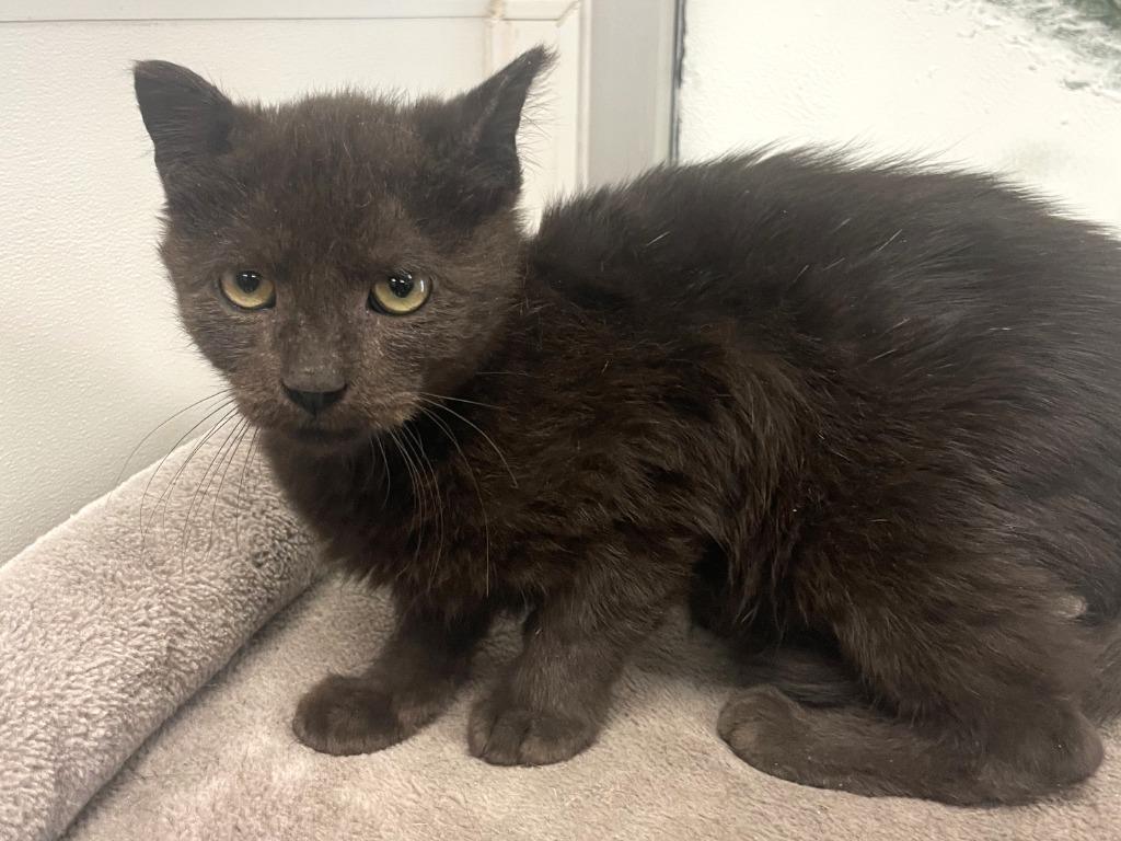 Enlarge Zorro, a Adoptable mixed breed in Belton, TX image 2/4