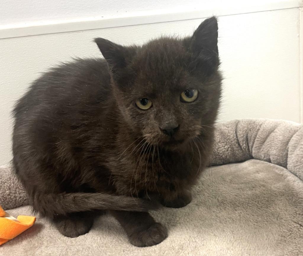 Zorro, a Adoptable mixed breed in Belton, TX image 2/4