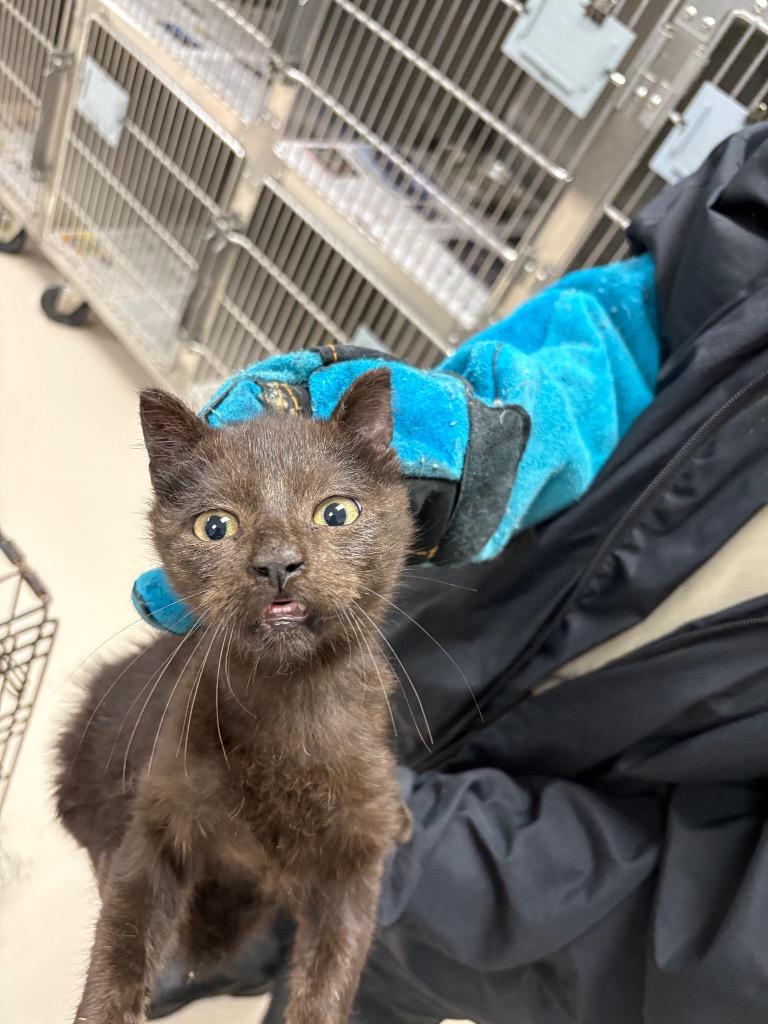 Zorro, a Adoptable mixed breed in Belton, TX image 4/4