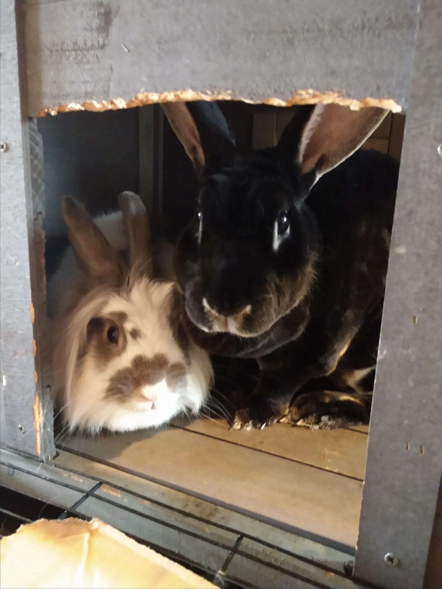 Enlarge Willow, a Adoptable Lionhead in Rumford, ME image 1/4